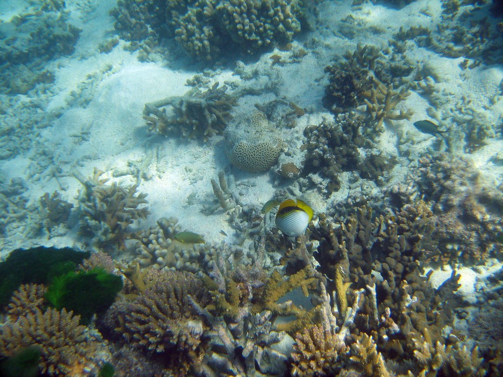 Reef & Marine Life